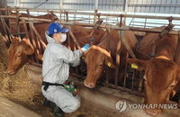 '올해 첫' 럼피스킨 순창 강타! 이동 중지 사라진 '2종 방역' 시험대