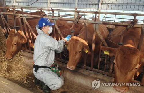 '올해 첫' 럼피스킨 순창 강타! 이동 중지 사라진 '2종 방역' 시험대