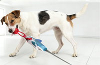 2026 강아지 장난감: 댕댕이 위한 가성비 끝판왕 추천