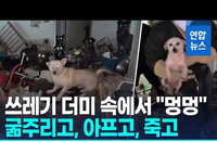 춘천 '쓰레기 집' 개 52마리 방치 참극…60대 男 구속 송치