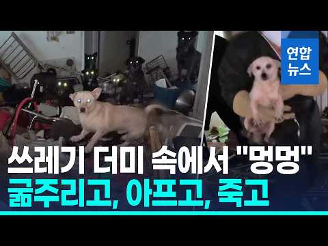 춘천 '쓰레기 집' 개 52마리 방치 참극…60대 男 구속 송치