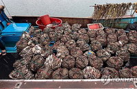 금어기 꽃게 825kg 불법 포획…해경·육군 합동 작전 덜미