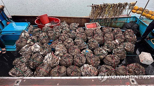 금어기 꽃게 825kg 불법 포획…해경·육군 합동 작전 덜미