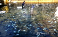2년 50억 피해 제주, '불바다' 양식장 광어 절규