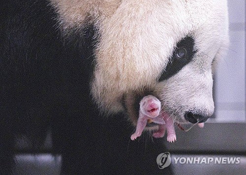아이바오 '출산 면제설' 사실무근…루이바오·후이바오 올겨울 반환 급물살