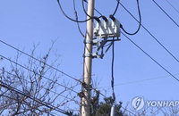 새벽 잠 깨운 소나무 쓰러짐…청주 50가구 '두 시간 암흑'