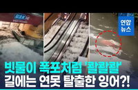 4시간반 212㎜ '물폭탄' 상하이…도로는 강, 잉어 헤엄쳤다
