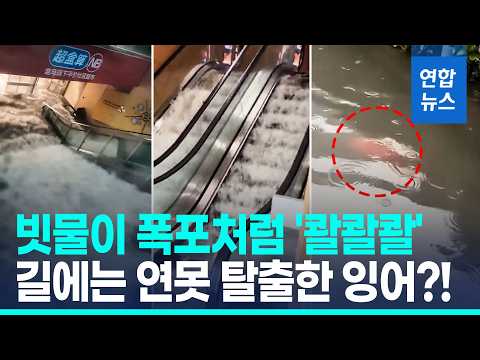 4시간반 212㎜ '물폭탄' 상하이…도로는 강, 잉어 헤엄쳤다
