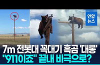 7m 전봇대 위 흑곰의 절규…'7200V 고압선' 감전 비극