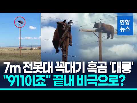 7m 전봇대 위 흑곰의 절규…'7200V 고압선' 감전 비극