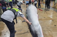 울산 7.3m 밍크고래 '대박'…7천100만원 위판