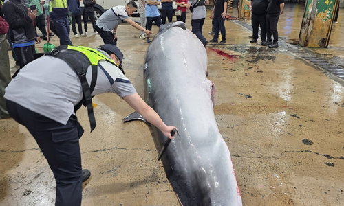 울산 7.3m 밍크고래 '대박'…7천100만원 위판