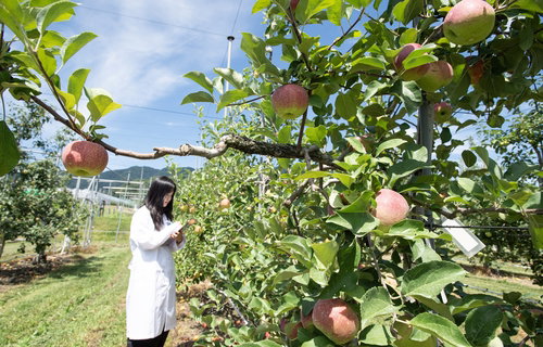 Red Apples at the Height of Summer: Can 'Anthocyanin' Overcome High Temperature Limits?