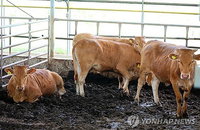 축사 안전관리 비상…70대 농장주, 어미 소 공격으로 숨져