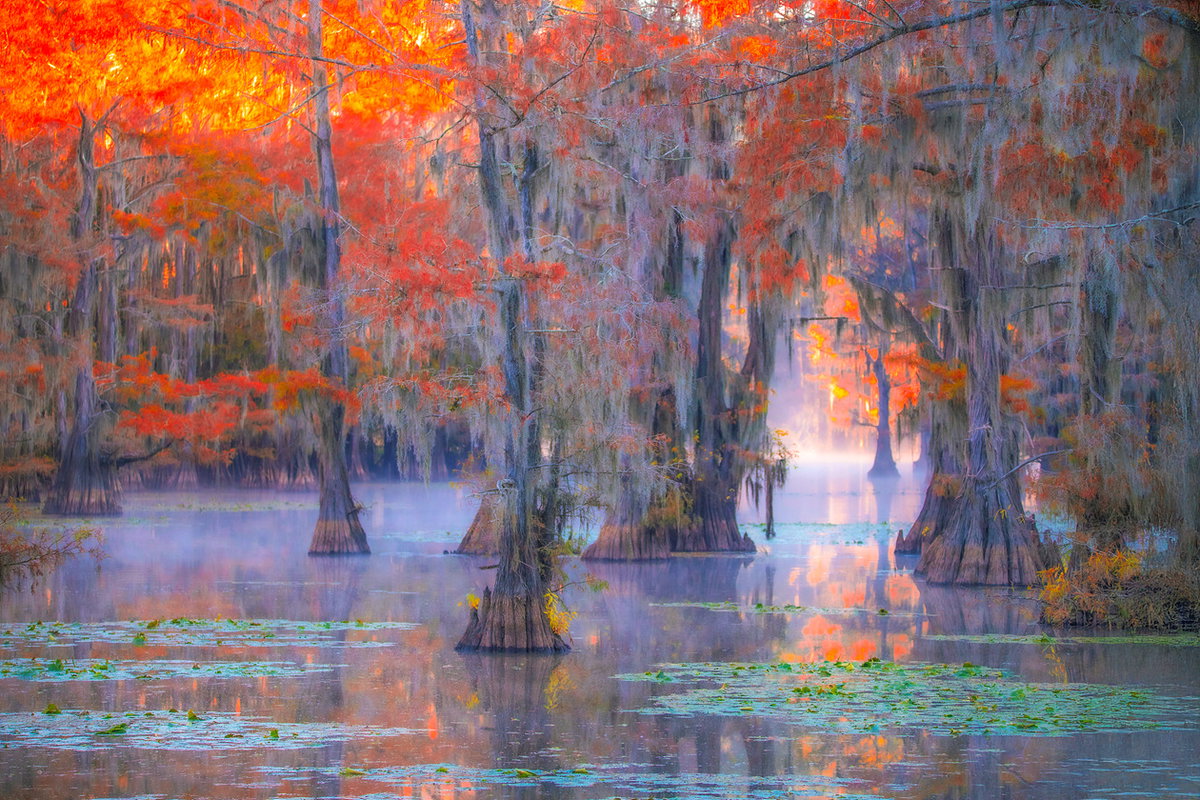 [Title: 자연이 그려준 그림 (Painting by Nature), Location: Caddo Lake, TX  Year Created: 2024, Size:156cm x 104c]