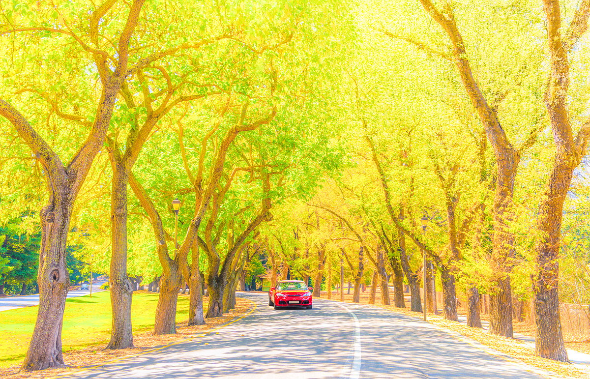  [Title: 나파밸리로 가는 길 Location: Napa Valley, CA.  Year Created: 2019,  Size : 100cm X 67cm]