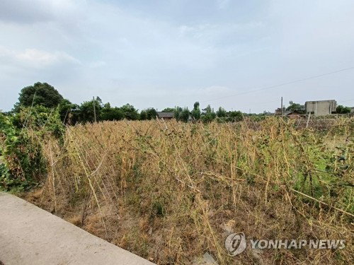 [연합뉴스제공]