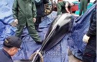 죽은 밍크고래만 걸려드는 신기의 그물, 무슨 비법이라도?