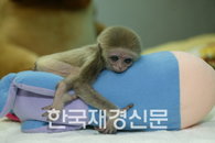 흰손기번 아기 3형제 ‘서울동물원 자랑거리’