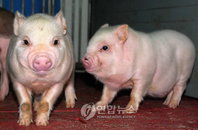 인간면역기능 유전자 지닌 ‘형질전환 복제 미니돼지’ 탄생