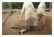 고양이 학대 동영상 네티즌 경악 ‘동물보호단체 신고’