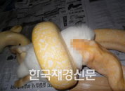 ‘토끼의 죽음’ 사진 논란 ‘뱀이 토끼를 삼키는 장면’
