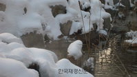 서울도심 대학로에 원앙 둥지 틀어