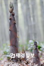 ‘담양죽순’ 다이어트·피로 회복에 탁월, 인기