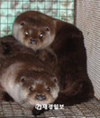 서울동물원, 천연기념물 수달 인공 증식 성공