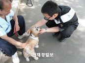 공원내 애완견 배설물 방치 집중단속 강화