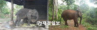 캄보디아 코끼리 한 쌍, 서울 입성