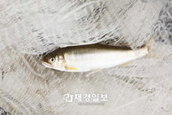 청계천, 맑은 물에서 사는 은어도 발견