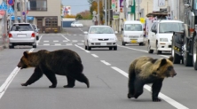 일본 홋카이도에 출몰한 곰들 (더 선 캡처)