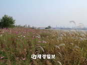[메트로 풍속도] 지하철 가을 여행, 한강 가을 갈대․물억새 탐방