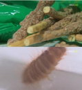 빼빼로에서 살아 있는 애벌레 나와 '충격'