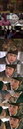 '해를 품은 달'이민호,김유정 소식에 분노 "세자빈이 죽기만을 바란다니"