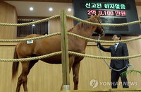 사상 최고가 국내산 경주마
