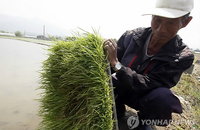 올봄 이상고온·냉해…'허탈한 농심'