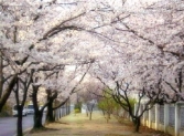 벚꽃축제