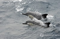 울산 앞바다에 나타난 돌고래떼