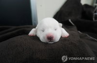 복제견 ‘동경이' 탄생