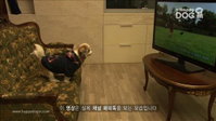 애완견도 TV 본다…‘채널해피독’ 방영