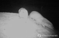 울산 청량천에도 멸종위기 수달 서식