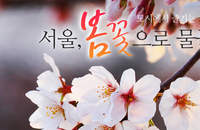 [올해의 벚꽃] 인파가 몰리지 않는 벚꽃 명소를 찾기위한 최고의 방법
