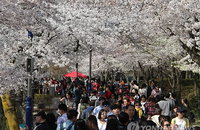 [오늘의 날씨] 흐리지만 벚꽂보기 좋은 날씨, 제주 경남은 밤에 비
