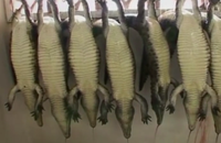 환경단체 PETA, 버킨백 생산 중단 위해 에르메스 주식 구입, 경영권 행사 예정