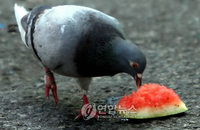 국민 77%.. 더럽고 비위생적인 도시 비둘기, 환경부가 나서서 개체수 줄여야 한다.. 유해 야생동물 지정 사실은 잘 몰라