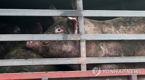이천에 이어 경기도 용인에서도 구제역 의심 돼지가 발생한 5일 오후 경기도 용인시와 남대전을 연결하는 17번 국도위에서 돼지들을 실은 차량이 이동하고 있다.