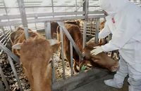 구제역 사태 장기화 될 경우 총 경제 피해 2조 4,000억에 이르러
