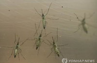 소두증 바이러스, 방심이 파국 부른다...감기, 근육통이라 여기고 지나쳐
